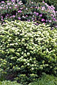 VIBURNUM MACROCEPHALUM IN FLOWER