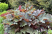 RHEUM PALMATUM BOWLES CRIMSON