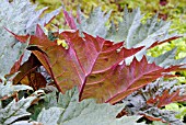 RHEUM PALMATUM BOWLES CRIMSON