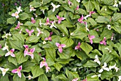 TRILLIUM OVATUM