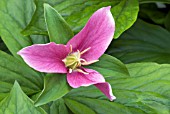 TRILLIUM OVATUM