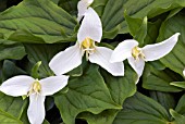 TRILLIUM OVATUM