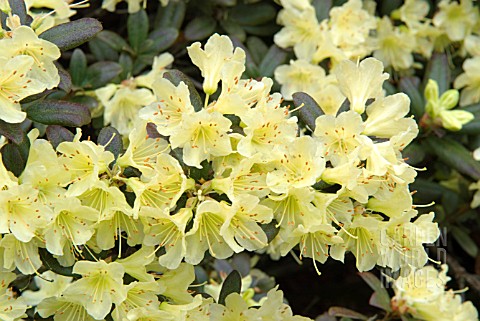 RHODODENDRON_CHIFF_CHAFF