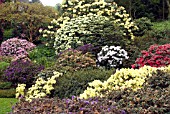 RHODODENDRONS AT THREAVE GARDEN, SCOTLAND