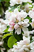 APPLE WORCESTER PEARMAIN IN BLOSSOM