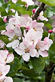 APPLE EPICURE IN BLOSSOM