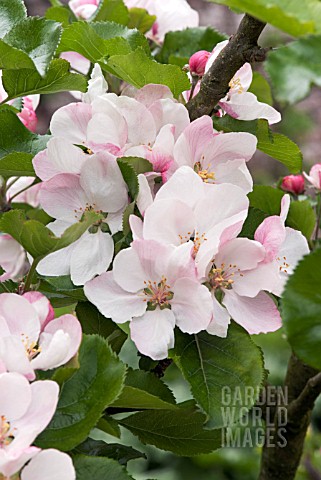 APPLE_EPICURE_IN_BLOSSOM