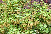 REDCURRANT BUSH STANZA IN FLOWER