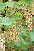 FRUIT FORMING ON REDCURRANT STANZA