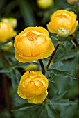 TROLLIUS X CULTORUM ORANGE CREST