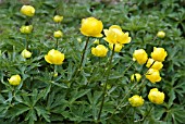 TROLLIUS LEMON QUEEN