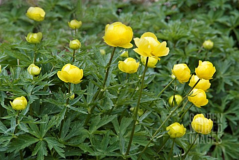 TROLLIUS_LEMON_QUEEN