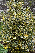 ILEX ALTACLARENSIS GOLDEN KING