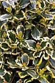 ILEX ALTACLARENSIS GOLDEN KING