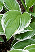 HOSTA UNDULATA ALBOMARGINATA