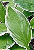 HOSTA ALBOMARGINATA, (SYN. HOSTA PAXTONS ORIGINAL)