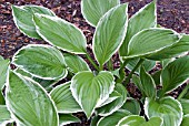 HOSTA UNDULATA ALBOMARGINATA