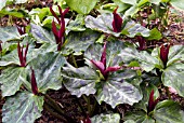 TRILLIUM CHLOROPETALUM