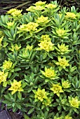 EUPHORBIA WALLICHI