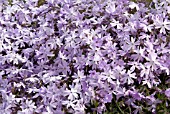 PHLOX SUBLATA EMERALD CUSHION