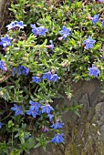 LITHODORA DIFFUSA HEAVENLY BLUE