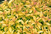 SPIRAEA JAPONICA GOLD FLAME