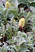 SALIX APODA