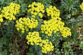 EUPHORBIA CYPARISSIAS