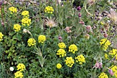 EUPHORBIA CYPARISSIAS AND PULSATILLA VULGARIS SEEDHEADS