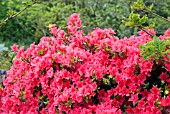 RHODODENDRON CHIPPEWA