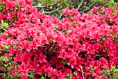 RHODODENDRON CHIPPEWA