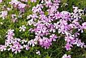 PHLOX SUBLATA SAMSON