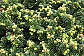 ABIES BALSAMEA HUDSONIA GROUP (AGM)