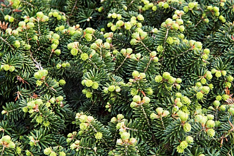 ABIES_BALSAMEA_HUDSONIA_GROUP_AGM