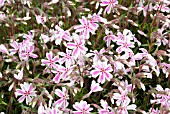 PHLOX SUBLATA TAMAONGALEO