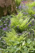 ATHYRIUM FILIX-FEMINA GROWING WITH BLUEBELLS