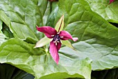 TRILLIUM ERECTUM