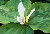 TRILLIUM CHLOROPETALUM