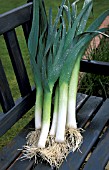 HARVESTED LEEKS ON A BENCH