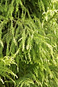 CRYPTOMERIA JAPONICA SEKKAN-SUGI