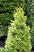 THUJA OCCIDENTALIS HOLMSTRUPS YELLOW