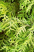 THUJA OCCIDENTALIS HOLMSTRUPS YELLOW