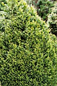 THUJA PLICATA ROGERSII