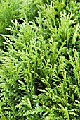 THUJA OCCIDENTALIS DANICA