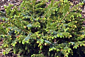 PICEA SITCHENSIS KELTON HILL