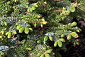 PICEA SITCHENSIS KELTON HILL