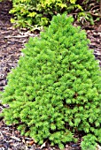 PICEA GLAUCA VAR. ALBERTINA CONICA