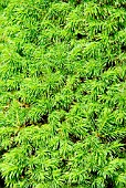 PICEA GLAUCA VAR. ALBERTINA CONICA