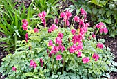 DICENTRA KING OF HEARTS