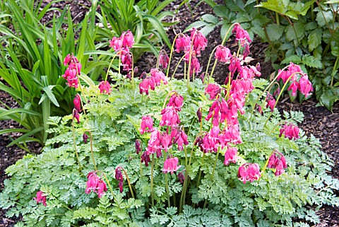 DICENTRA_KING_OF_HEARTS